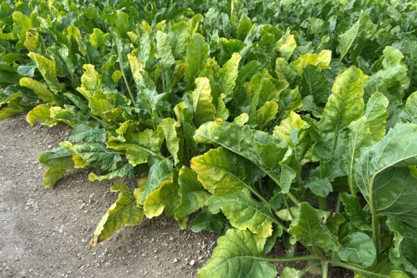 Betteraves : la jaunisse prend de l’ampleur