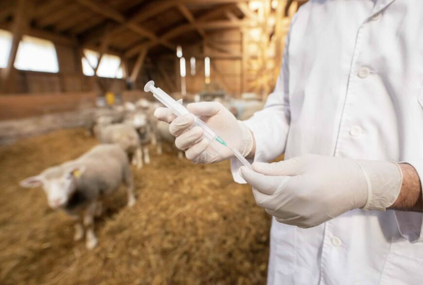 Nouveaux foyers FCO-3 et FCO-8 : vaccinez vos troupeaux !