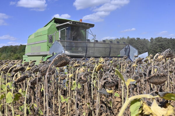 Tournesol : récolter au bon moment pour optimiser la marge économique