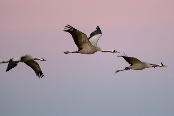 Plus de mille grues cendrées victimes de la grippe aviaire