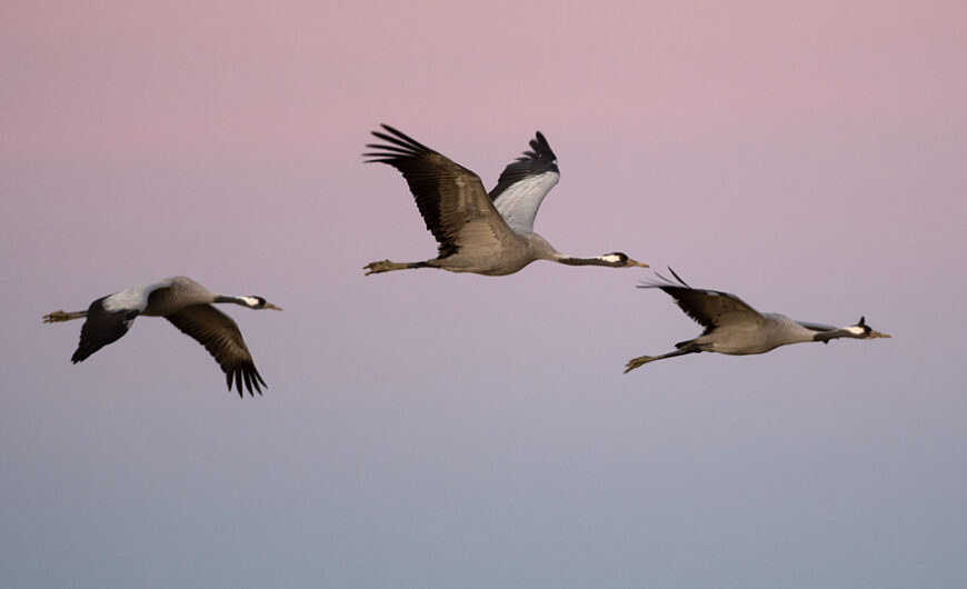 Plus de mille grues cendrées victimes de la grippe aviaire