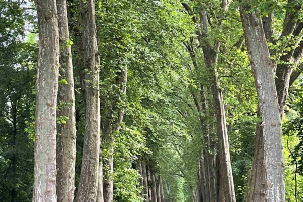 Déjà cinq cents arbres remarquables