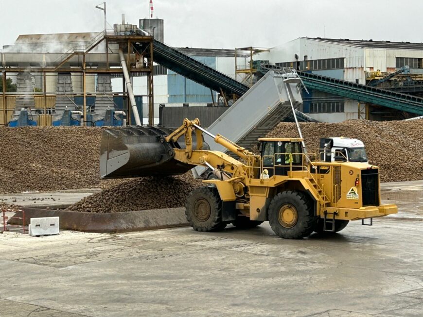 Betteraves : campagne très hétérogène