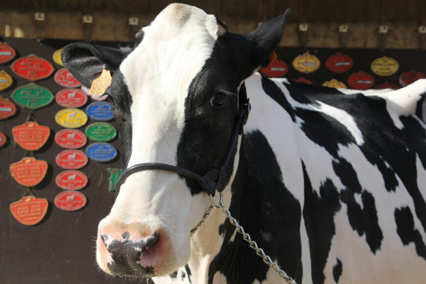 Octavia, bête de concours