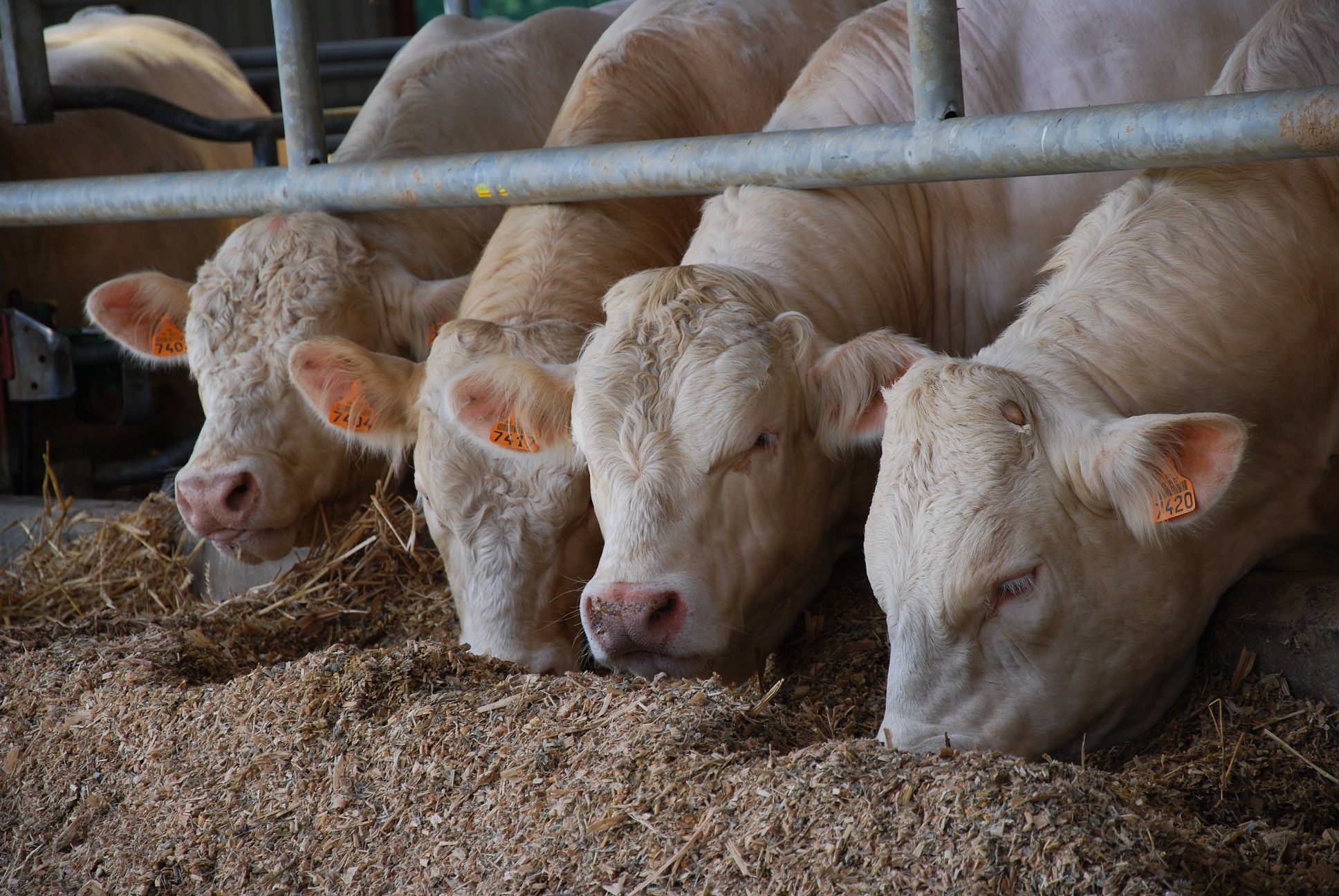 De plus en plus de viande du Mercosur