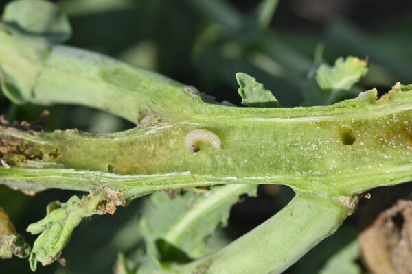 Larves de grosses altises : les premiers « Berlèse » peuvent débuter