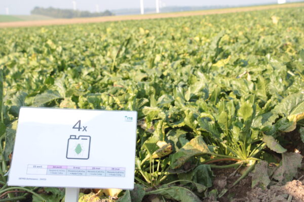 Néonicotinoïdes : le difficile chemin des alternatives