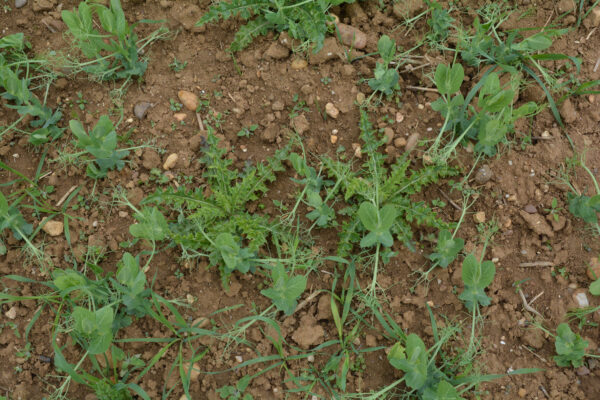 Désherbage des protéagineux d’hiver