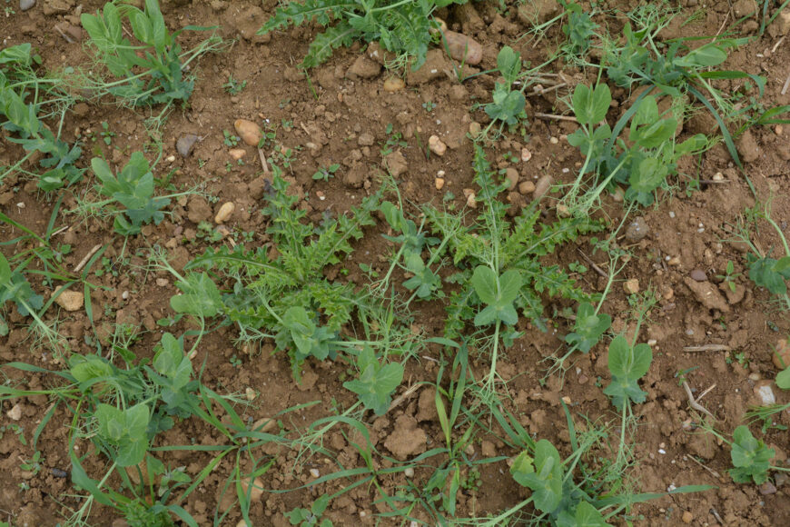 Désherbage des protéagineux d’hiver