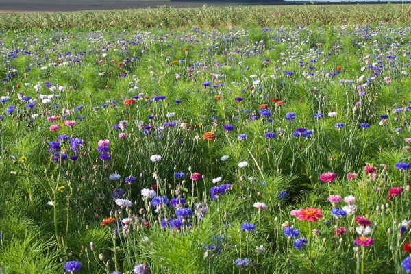 Acquérir une parcelle ou un immeuble abandonné