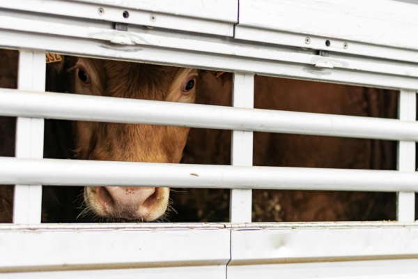 DNC : démêler le vrai du faux