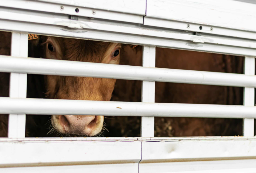 DNC : démêler le vrai du faux