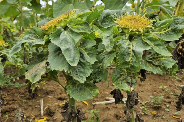 Mildiou du tournesol : un homme averti en vaut deux !
