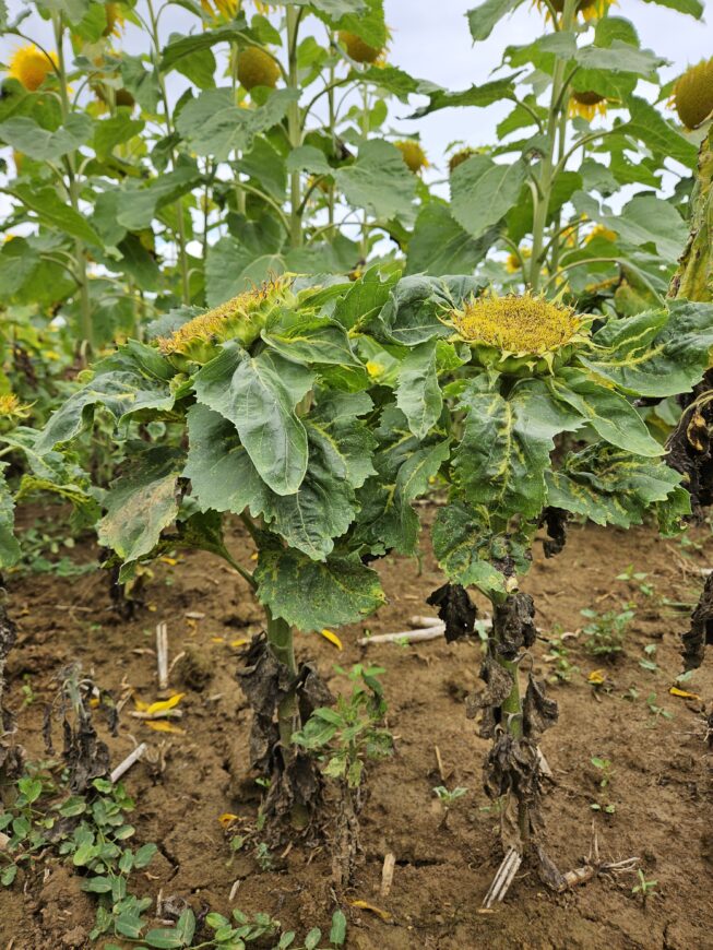 Mildiou du tournesol : un homme averti en vaut deux !